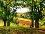 'Chestnut trees at osny' by Camille Pissarro, 1873 currently in private collection