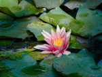 A water lily in Monet's Giverny Gardens at sunrise.